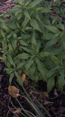 Parietaria pensylvanica