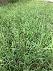 Cenchrus clandestinus