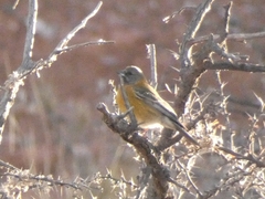 Phrygilus