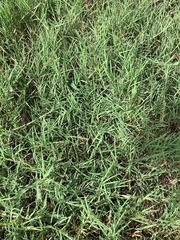 Cenchrus clandestinus