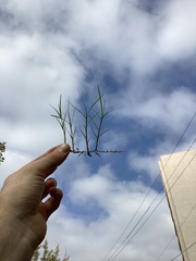 Cenchrus clandestinus