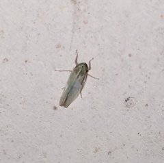 Cicadellidae