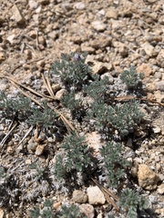 Lupinus breweri