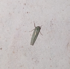 Cicadellidae