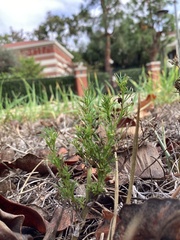 Cyclospermum leptophyllum