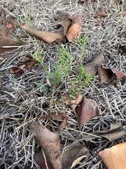 Cyclospermum leptophyllum