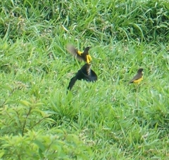 Pseudoleistes guirahuro
