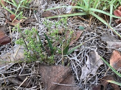 Cyclospermum leptophyllum