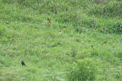 Pseudoleistes guirahuro