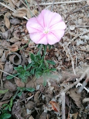 Convolvulus cantabrica