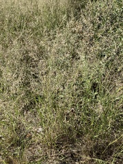 Eragrostis lehmanniana