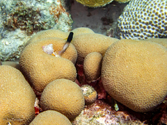 Montastraea cavernosa