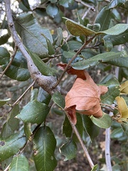 Callirhytis quercussuttoni