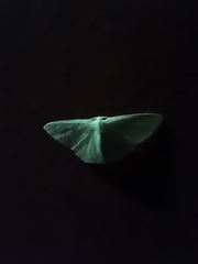 Geometrinae