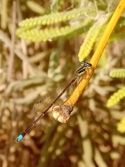 Argentagrion ambiguum