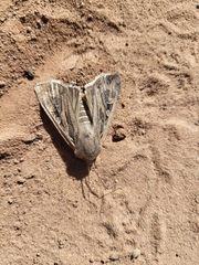 Euxoa ochrogaster