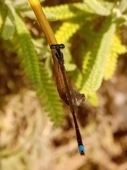 Argentagrion ambiguum