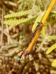 Argentagrion ambiguum