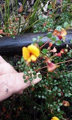 Bossiaea lenticularis