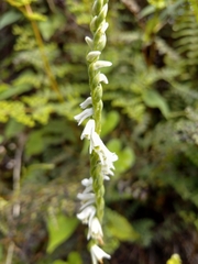 Spiranthes torta