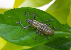 Naupactus xanthographus
