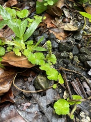 Hydrocotyle hirsuta