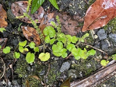 Hydrocotyle hirsuta