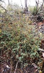 Bossiaea lenticularis
