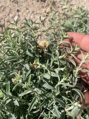 Monardella odoratissima