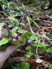 Coccocypselum herbaceum