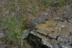 Sisymbrium linifolium