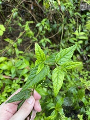 Lepidaploa borinquensis