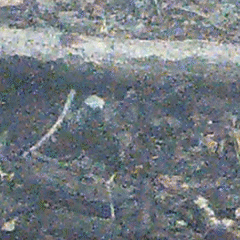 Hypsipetes amaurotis