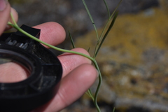 Sisymbrium linifolium
