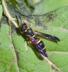 Parancistrocerus histrio
