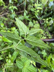 Lepidaploa borinquensis