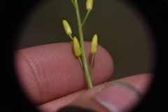 Sisymbrium linifolium