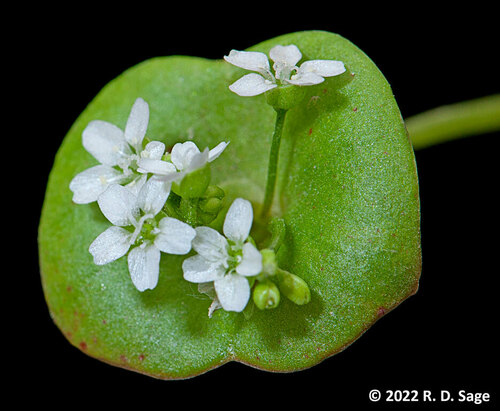 Claytonia perfoliata iNat (3)
