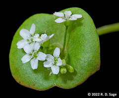 Claytonia perfoliata
