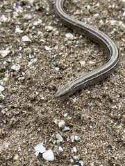 Ophiodes vertebralis