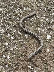 Ophiodes vertebralis