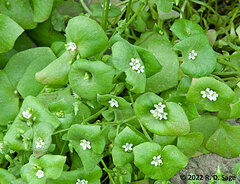 Claytonia perfoliata