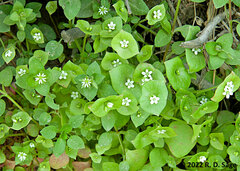 Claytonia perfoliata