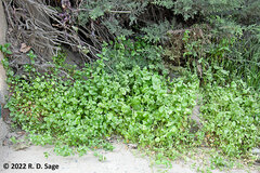 Claytonia perfoliata