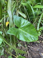 Xanthosoma sagittifolium