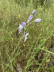 Thelymitra megcalyptra