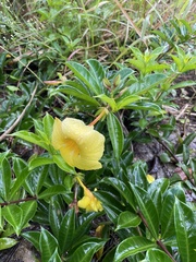 Allamanda cathartica