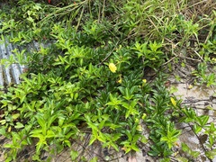 Allamanda cathartica