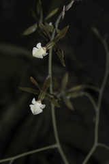 Prosthechea michuacana