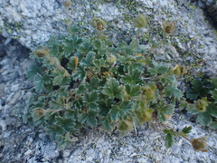 Potentilla × villosula